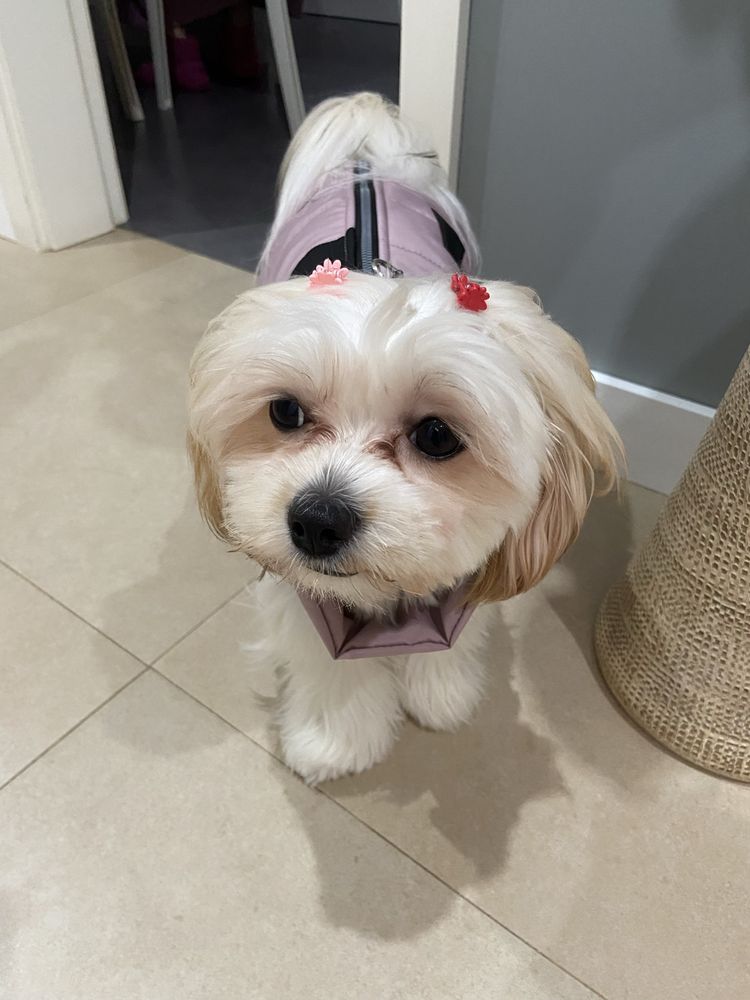 Serviço de Pet Sitting