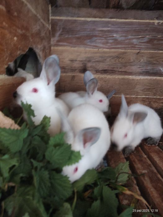 Sprzedam młode króliki kalifornijskie
