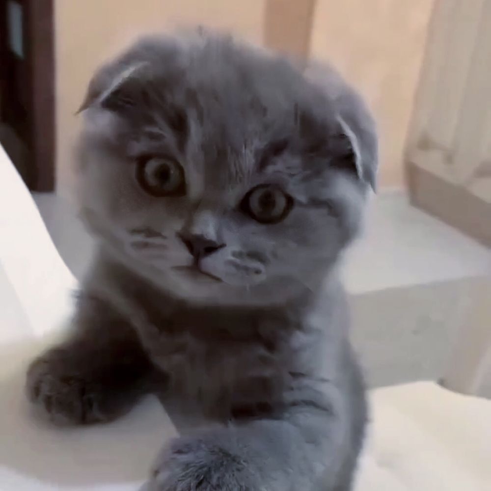 Породисті котята