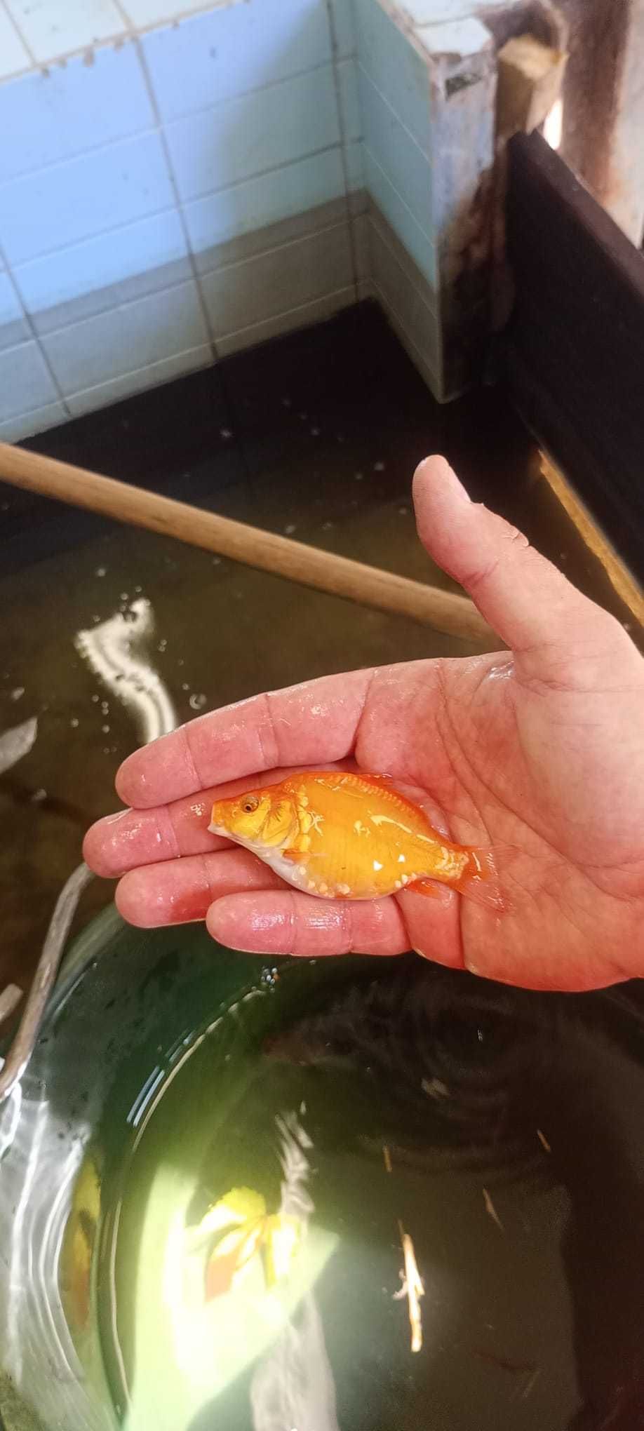 Karp, pstrąg, miętus