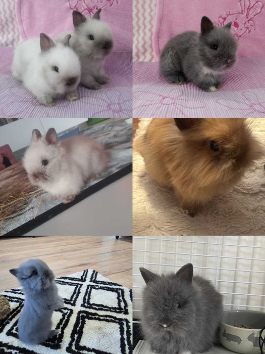 Królik Karzełek Teddy królik Miniaturka gotowe do odbioru króliczki