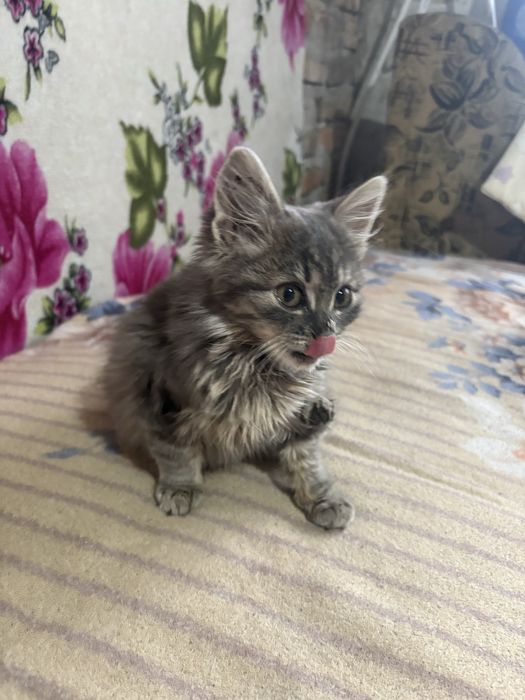 Кошенята відамо в добрі руки