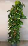 Возон Епіпремнум Epipremnum Aureum 3 шт.