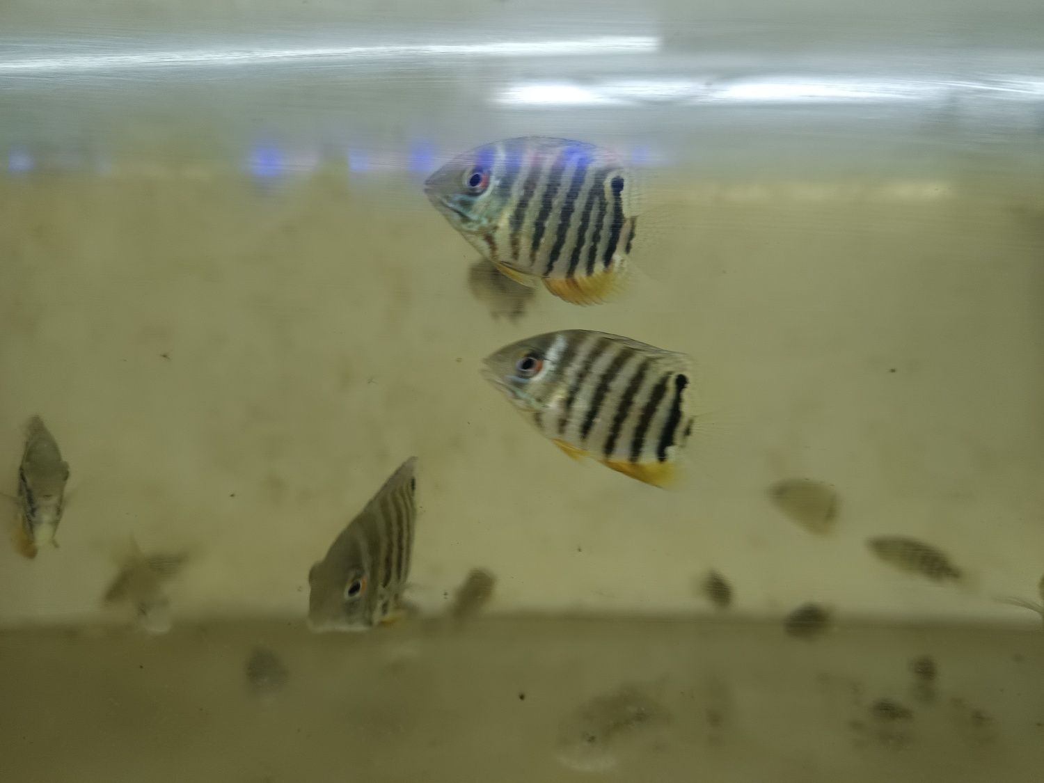 Tenho Heros  Severum jovens  para venda