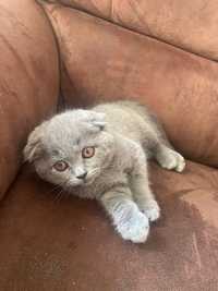 Scottish fold gato