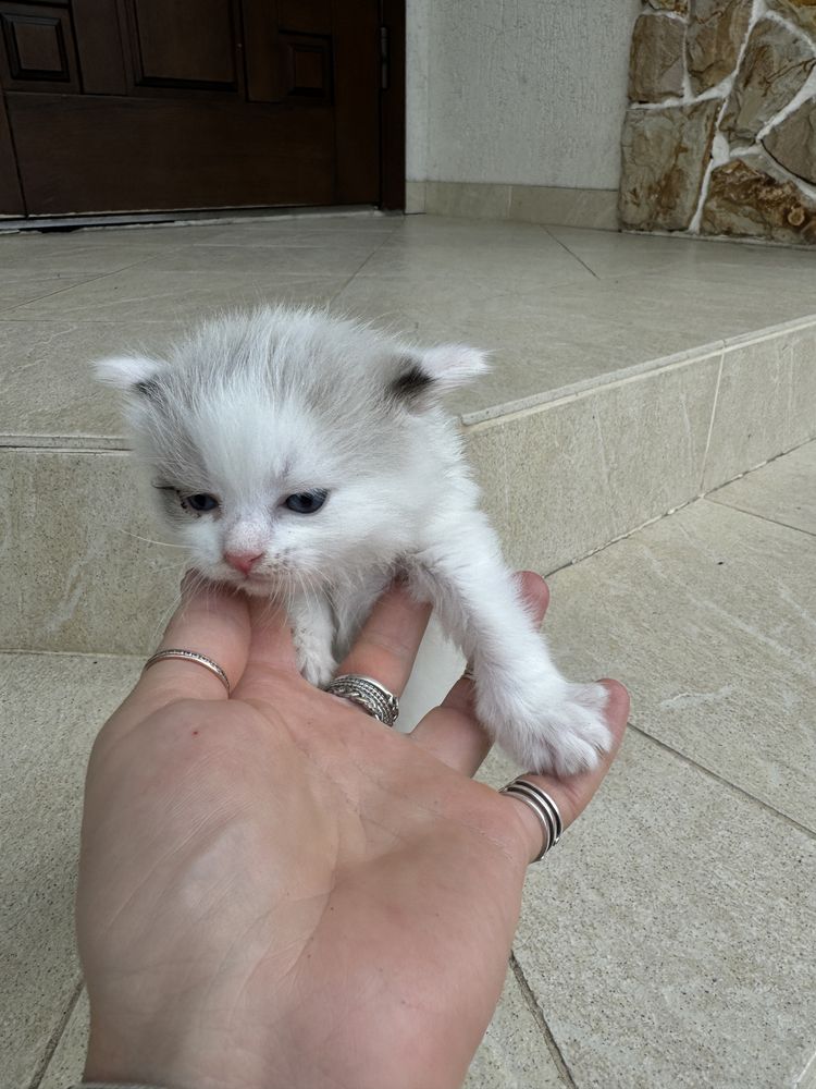 Кошенята котенята Безкоштовно кіт кішка центр