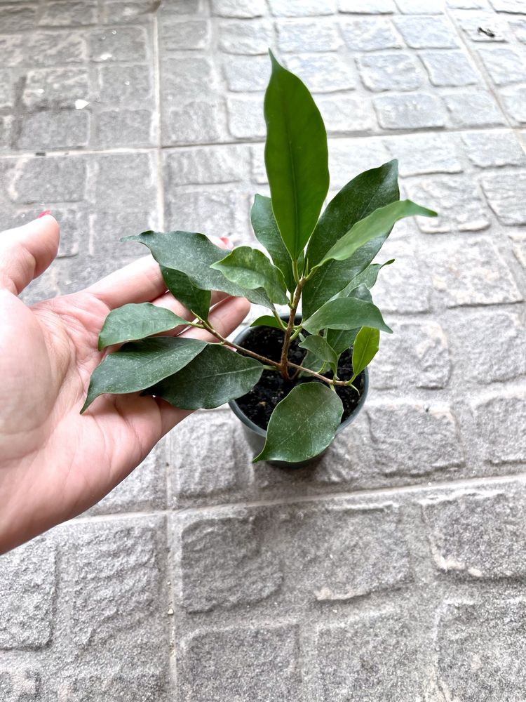 Продам фикус Микрокарпа, Ficus microcarpa, молодое растение
