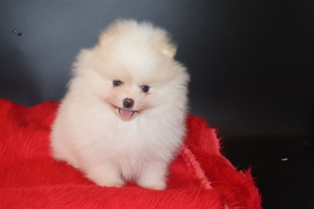 Szpic Miniaturowy pomeranian szczeniak !
