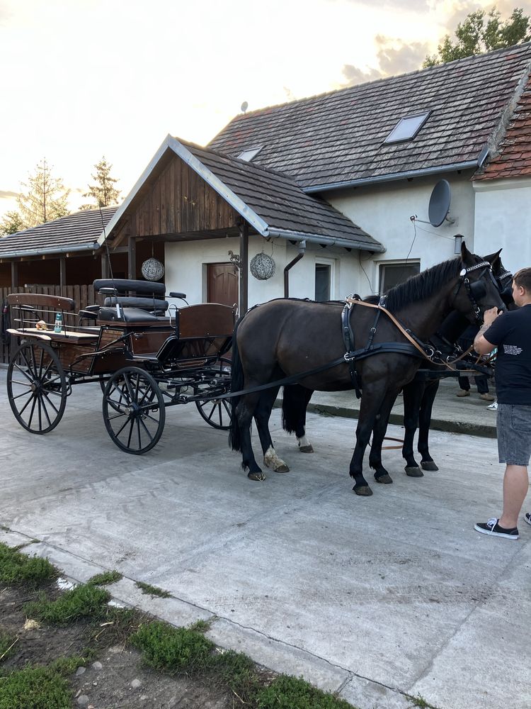 para klaczy śląskich