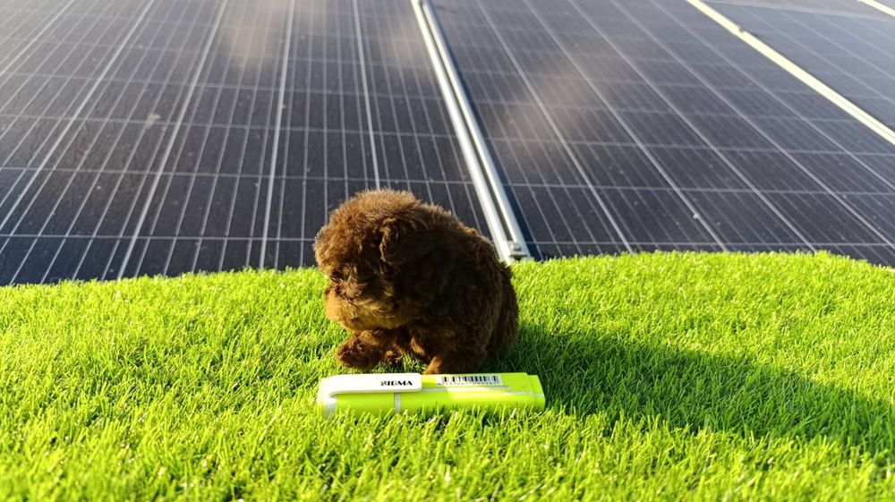 Мальтіпу F2.  Дівчинка.