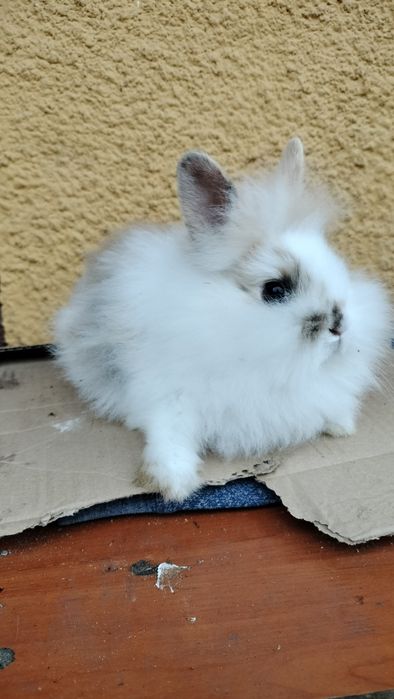 Samczyk miniaturka