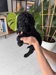 Golden Doodle f1b - śliczna suczka w rzadkim kolorze!