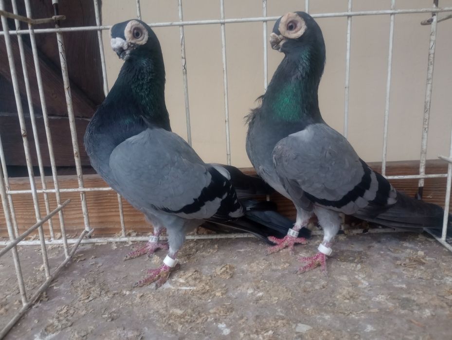 Brodawczaki polskie.