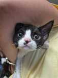 Devon Rex Pasja koteczka  czarno biała