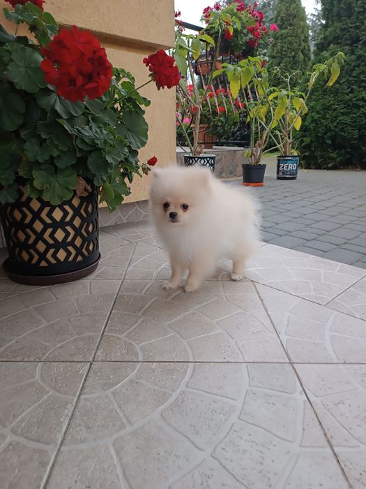 Szczeniak Szpic Pomeranian miniaturowych (chłopak)