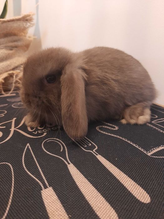 Króliki baranek miniaturka karzełek mini lop