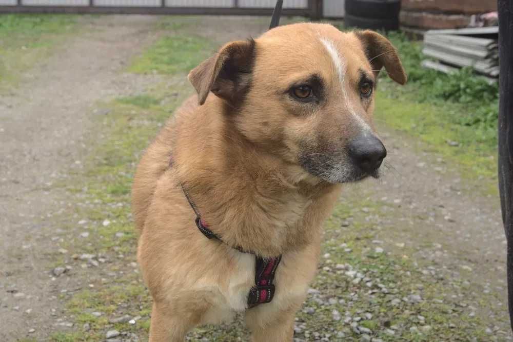 Załamany pies w schronisku, szuka domu.