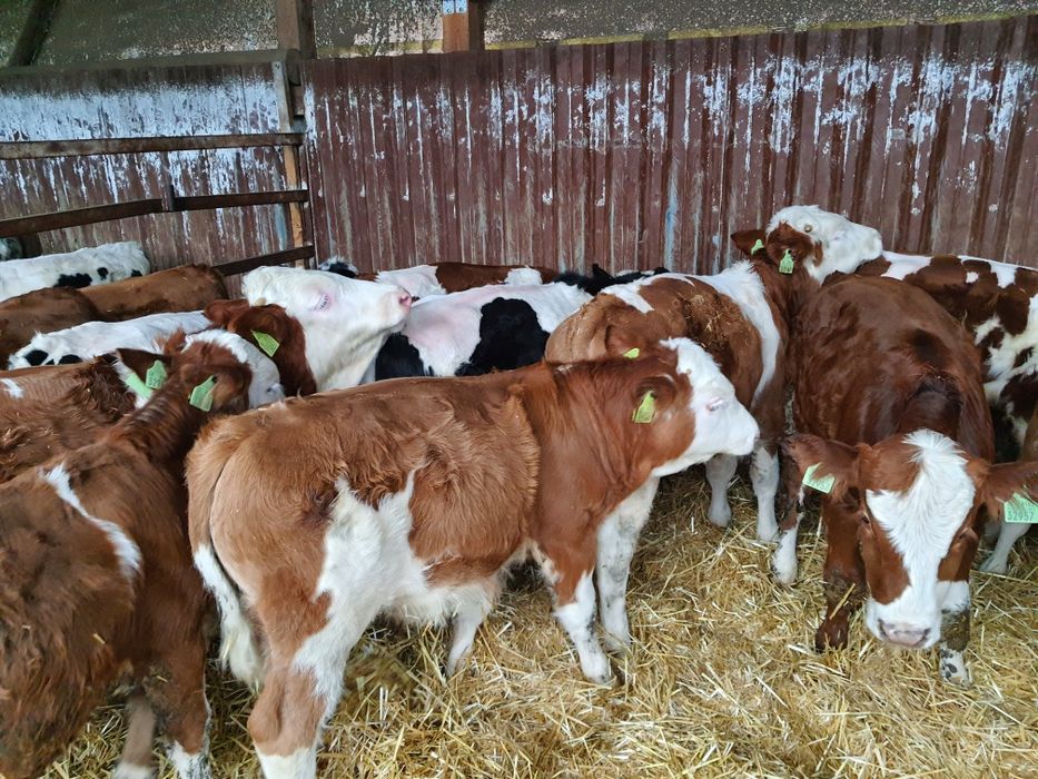 Byczki, cielaki, bydło