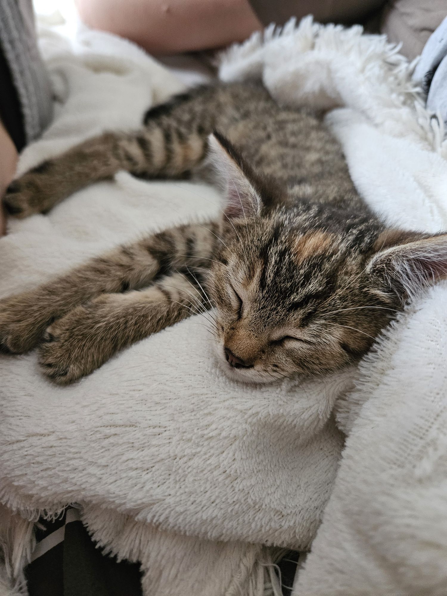 Mała kotka do adopcji