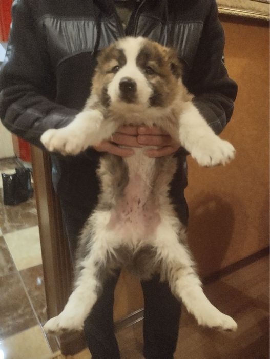 Продам цуценят Алабая