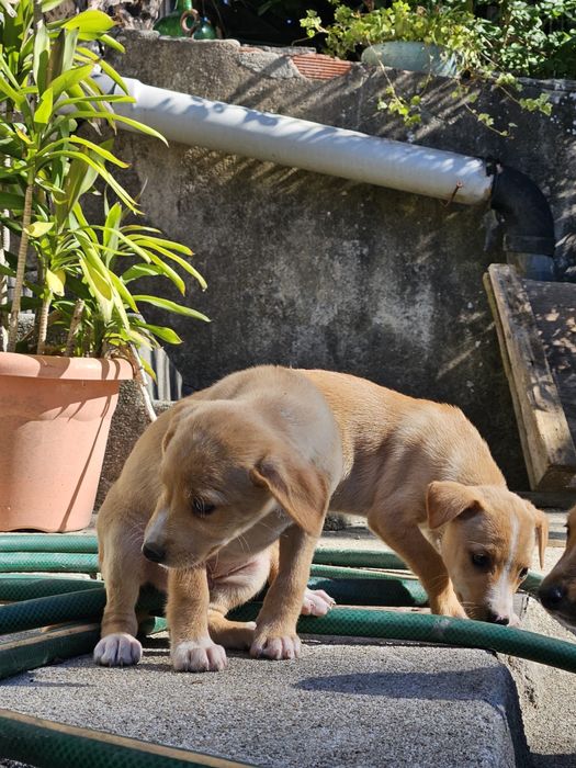 Doa se cães para adoção responsavel