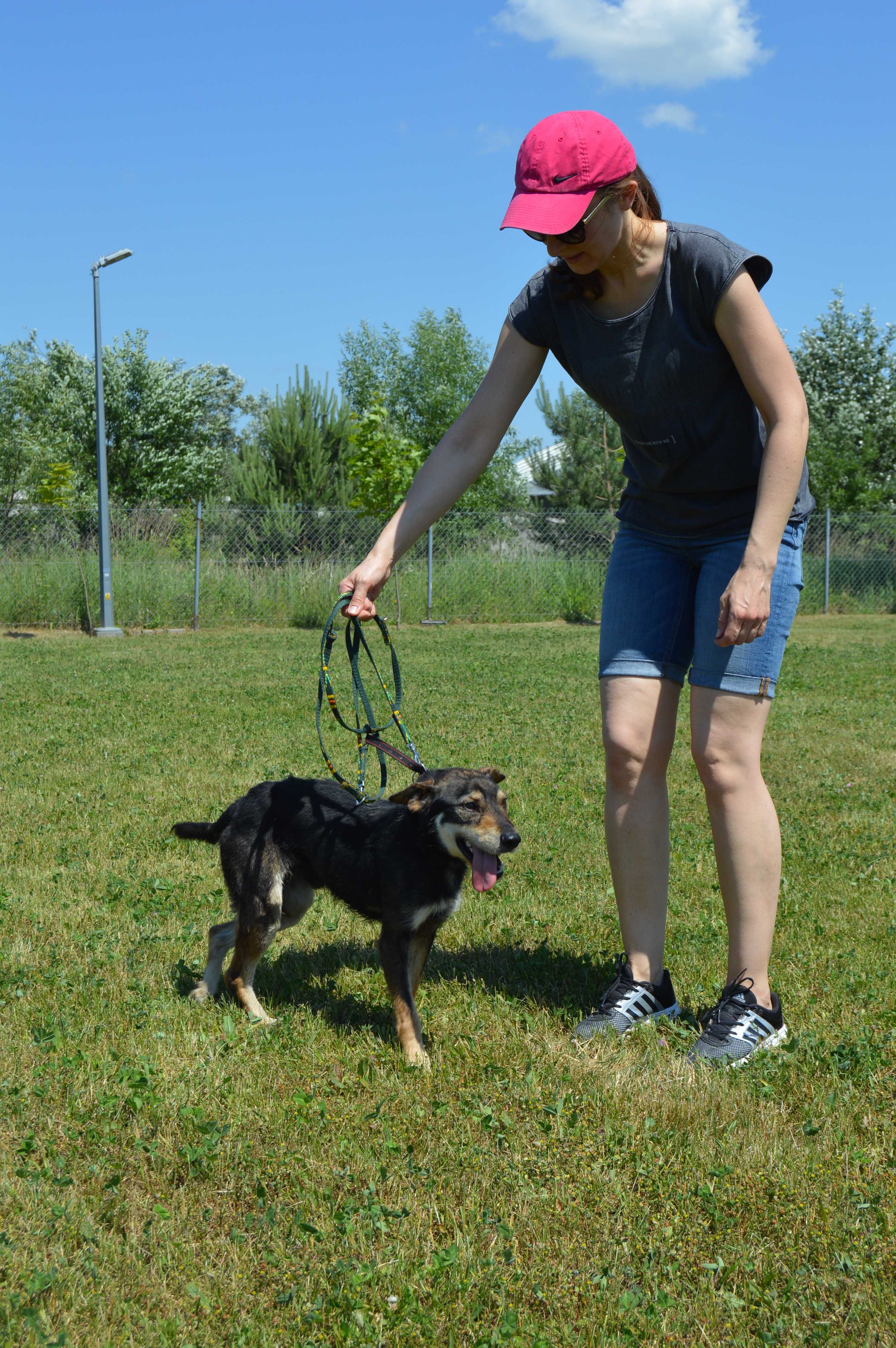 Do adopcji Emil -wesoły, drobny kundelek (szuka też domu tymczasowego)