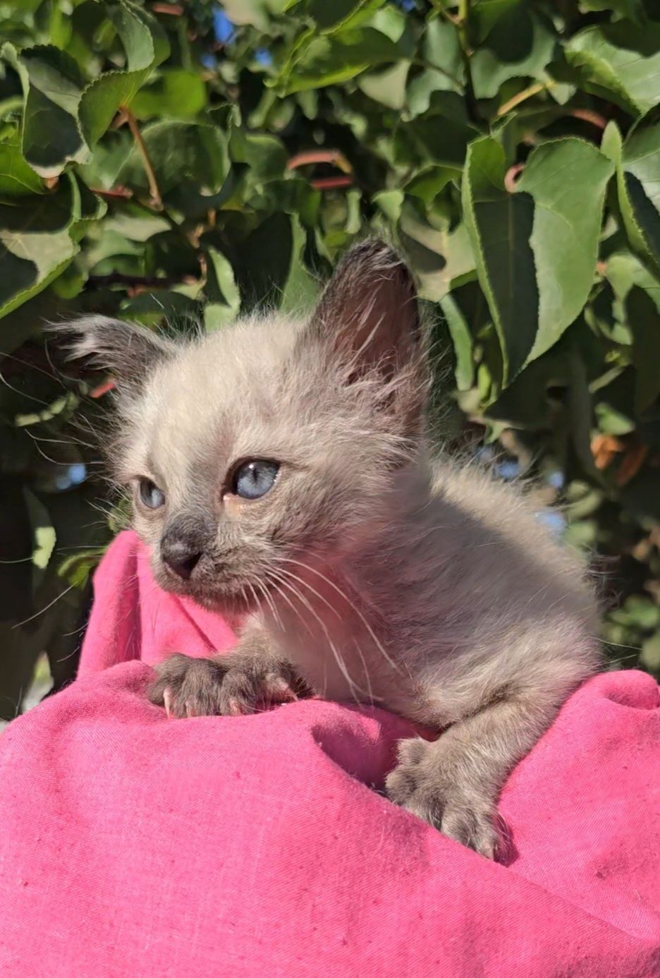 Gatinha bebe para adoção consciente.