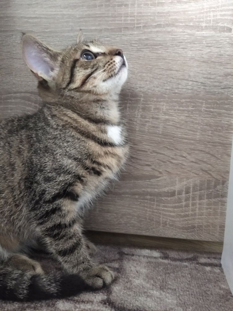 Срочно отдам кошечку