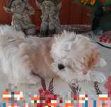 Lhasa apso kuzyn shih tzu