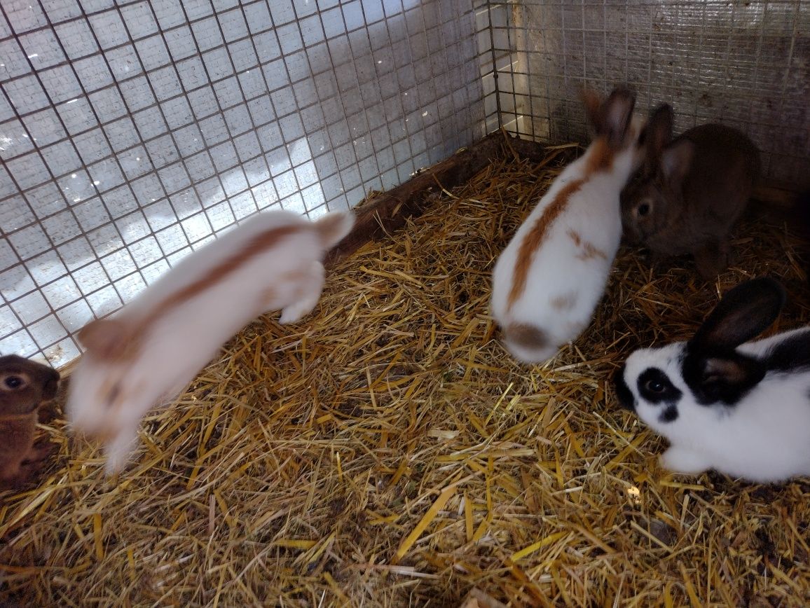 OSZ Olbrzym Srokacz Żółty młode króliki