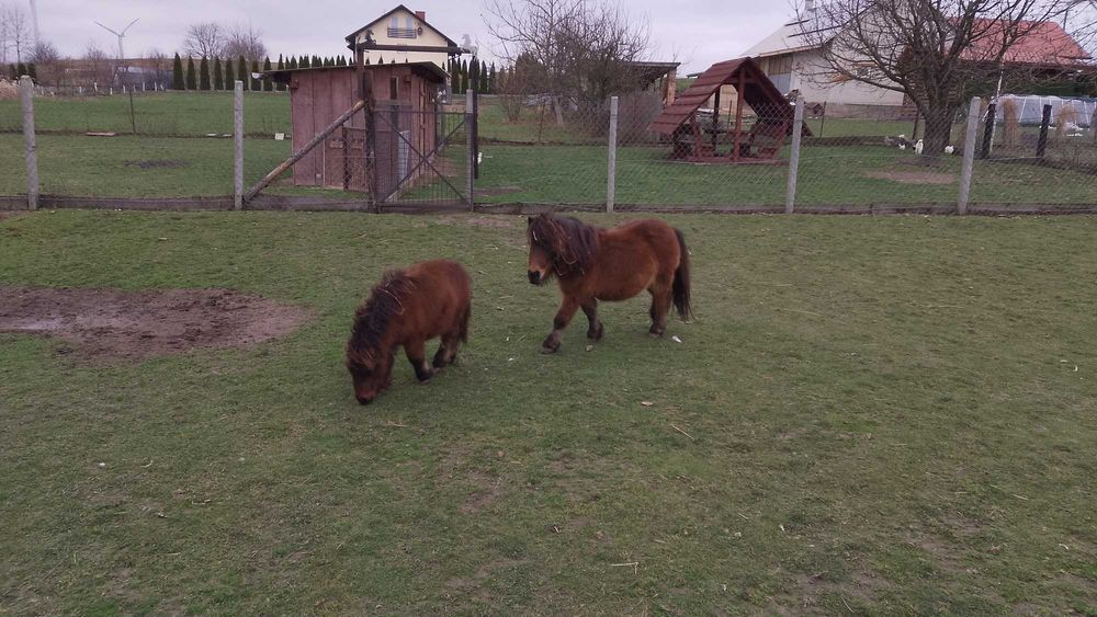 Kucyk kuc klaczka z ogierkiem