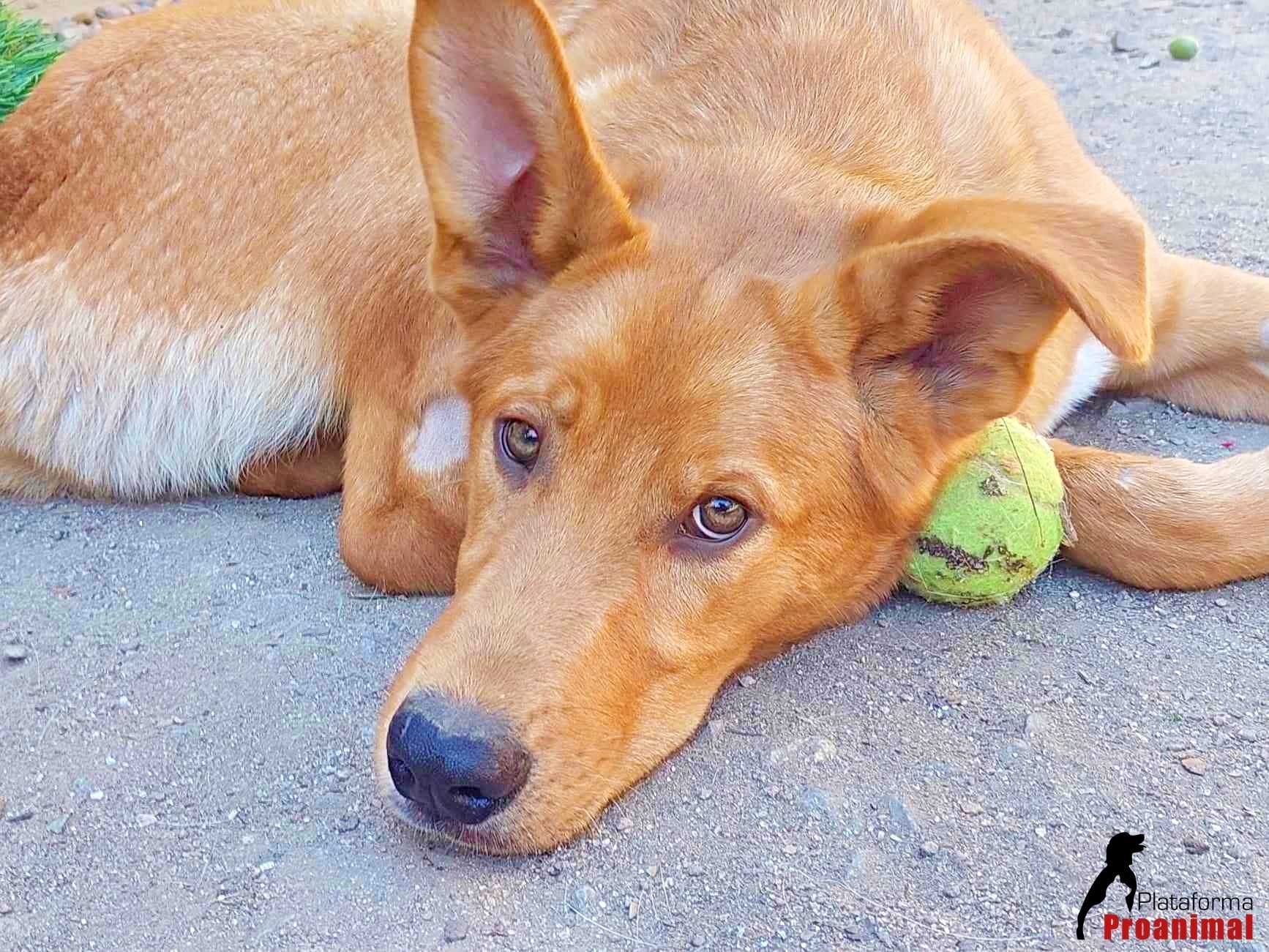 SEDA - Cão jovem/meigo para adoção!