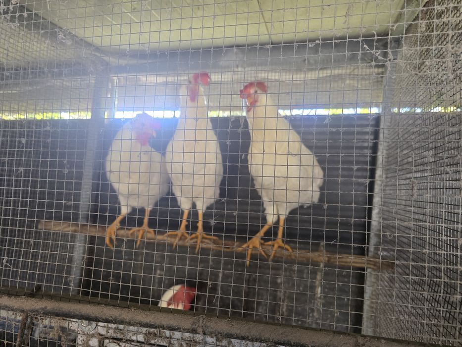 Galos lerghone machos