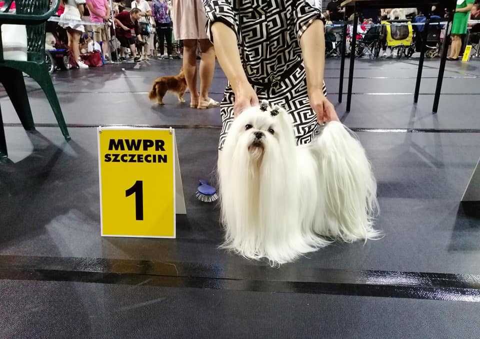 Maltańczyk- wyjątkowy  piesek- FCI