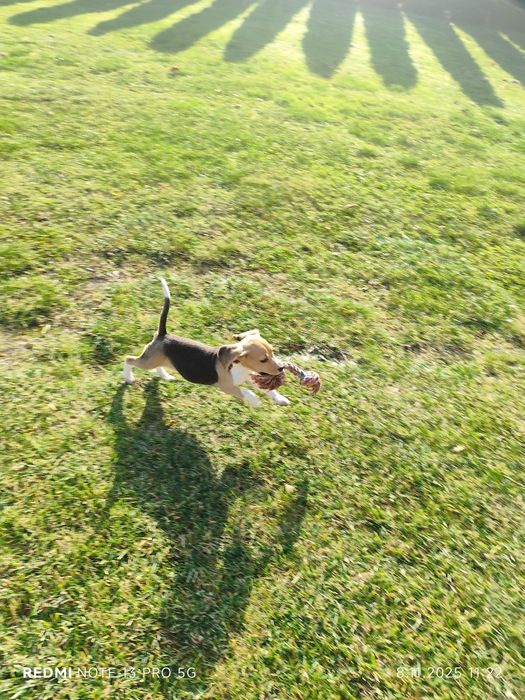 Suczka Beagle gotowa do odbioru metryka czip wyprawka
