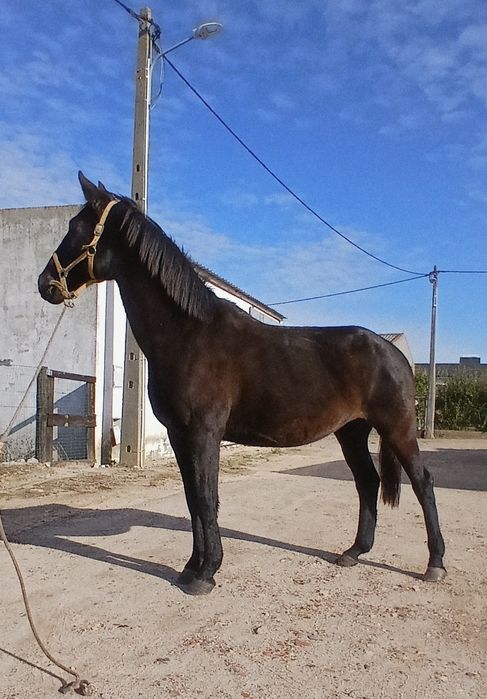 Vendo ou troco egua preta com documentos