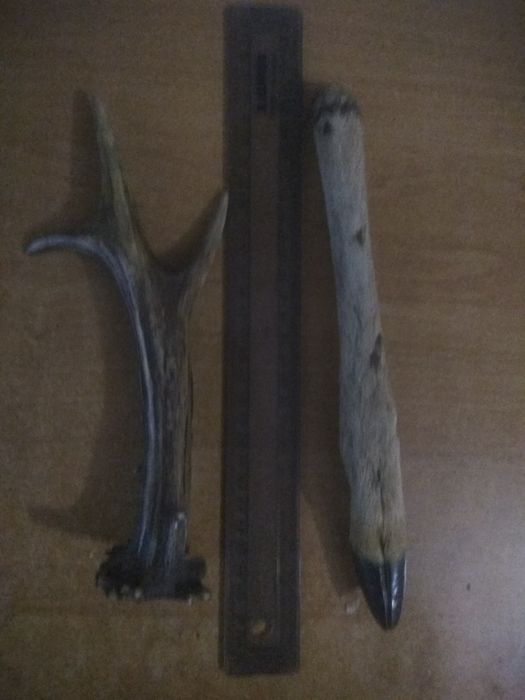 Рог оленя, нога косули