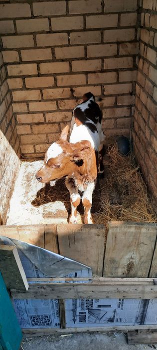 Продам теличку с. Чорнобаївка