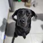 Pelvis cudowny szczeniak w typie labradora szuka domu