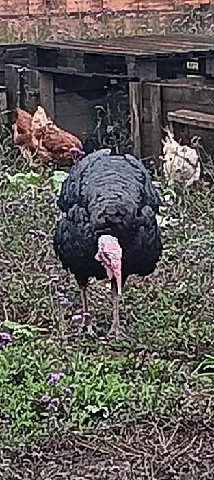 Vendo peru macho adulto