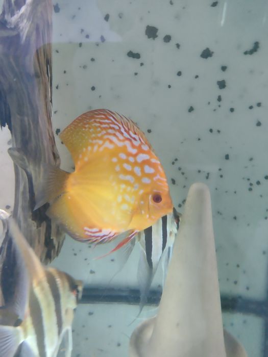 Sprzedam dyskowca Pigeon