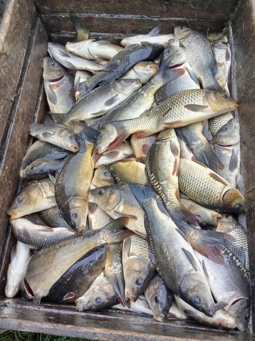 Продам живу рибу