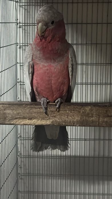 Cacatua gala macho