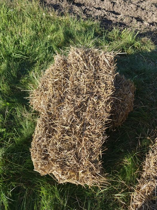 Солома, тюки, солома пшениця