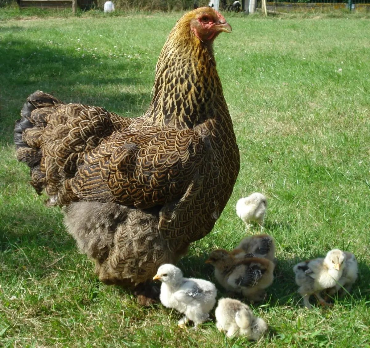Ovos de galinha Brahama Perdiz