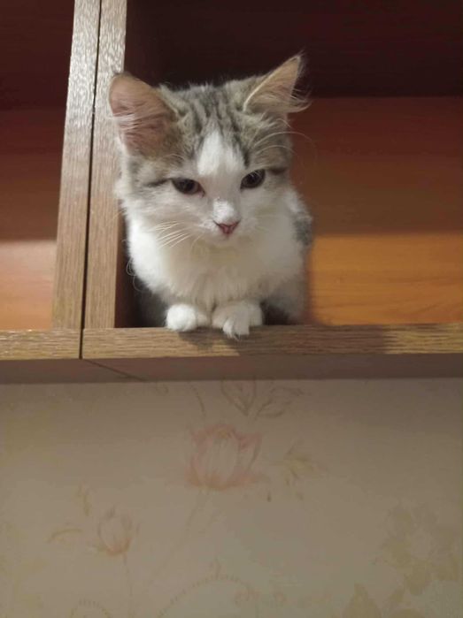 Суми. Кошеня. Шукає родину маленька принцеса