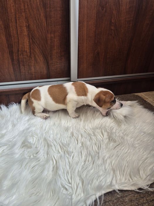 Jack Russell Terrier szczeniak - pies