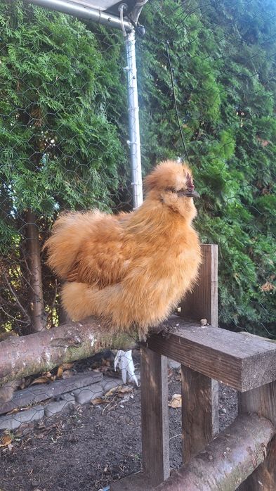 Sprzedam koguty czubatka silka jedwabista