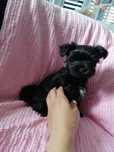YORKSHIRE TERRIER czarny/black maleństwo