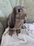 Króliczki mini lop, baranek miniaturka gotowe do odbioru